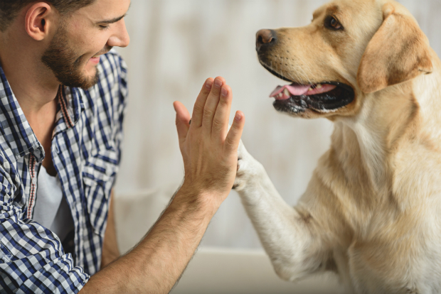 Nur wenn Ihr Hund sich fit fühlt, kann er ein gesundes Leben führen