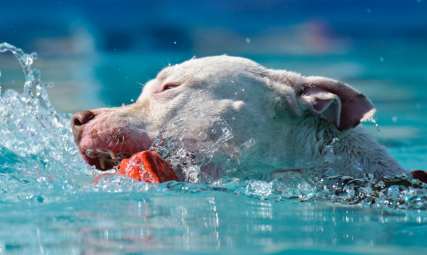 Hund mit Spielzeug im Wasser