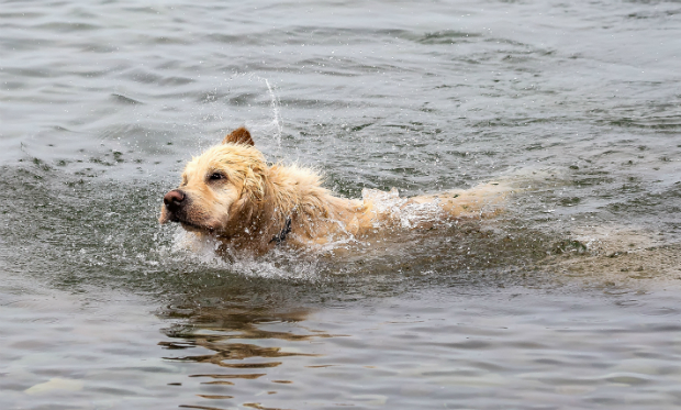 Hund im Wasser