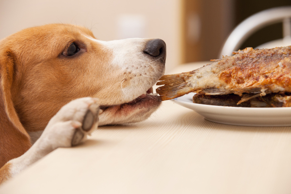 dürfen hunde pizza essen