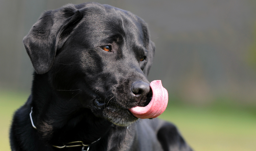 warum leckt mein hund seine pfoten