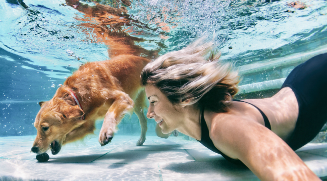 hund pfote beibringen