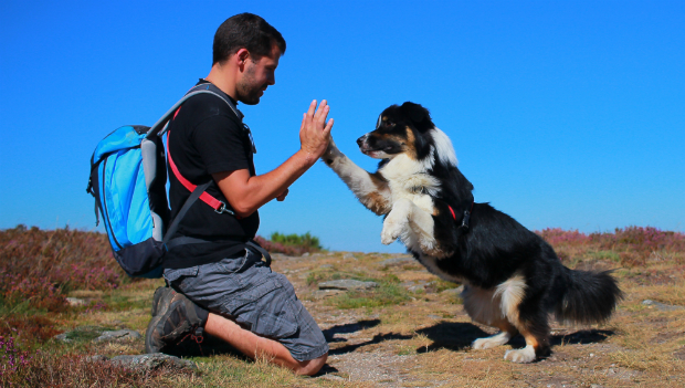 Hund und Mensch im Einklang