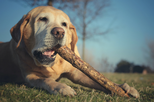 Hunde haben einen natürlichen Kautrieb