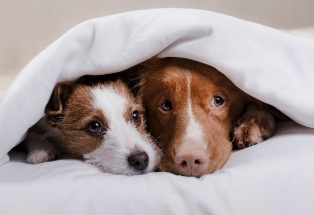 Zwei Hunde unter einer Decke