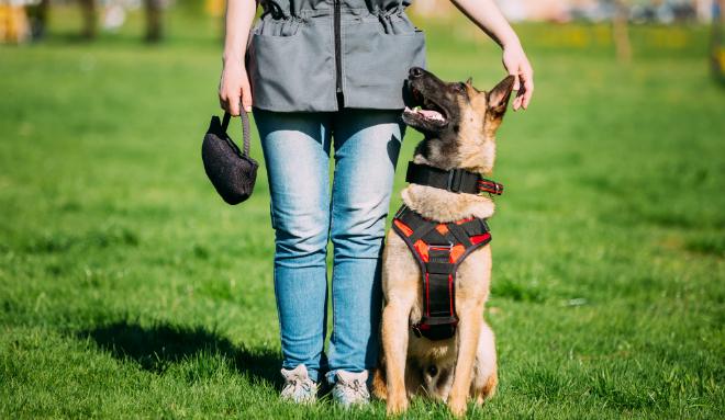 Grundlegende Tipps für das Obedience Training