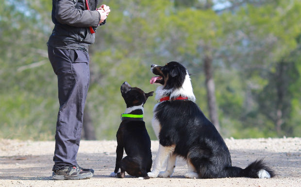 Hunde beim Training