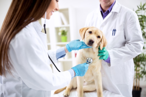 Vorsorgeuntersuchungen beim Tierarzt