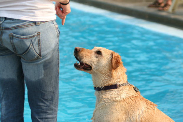 Den Hund nicht unter Druck setzen, wenn er nicht ins Wasser will