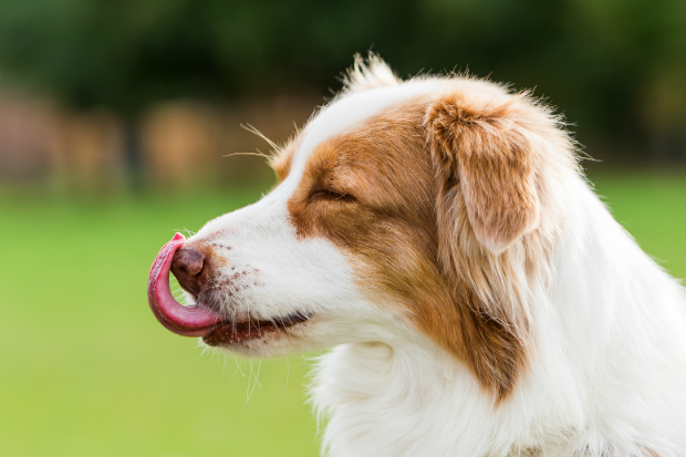 Das Leckverhalten des Hundes beobachten