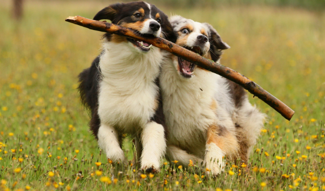 Zweithund anschaffen HundeKausnacks Magazin