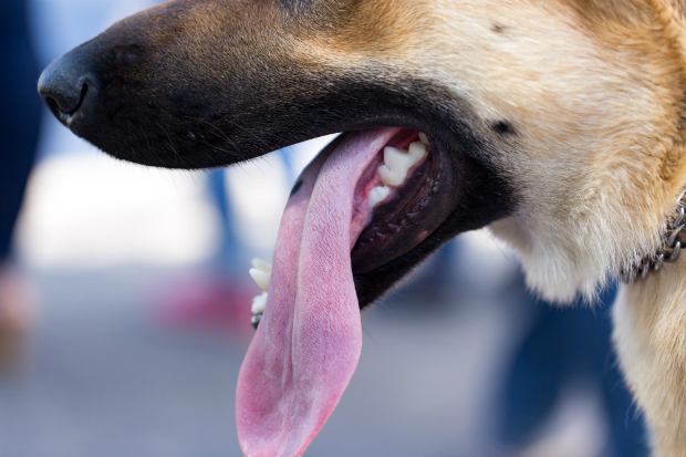 Hunde kommunizieren auch über die Zunge