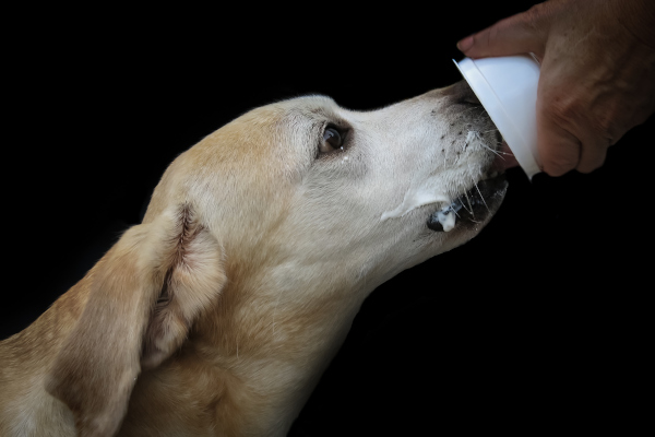 hund-joghurt