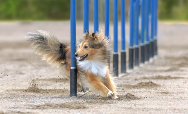 Agility Training für den Hund