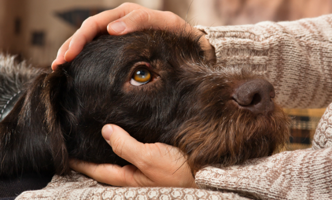 Kind hund bekommt frau von Großbritannien: Junge