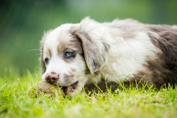 Der Kautrieb beim Hund entwickelt sich bereits im Welpenalter