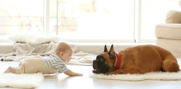 Der Hund muss sich an den Nachwuchs gewöhnen