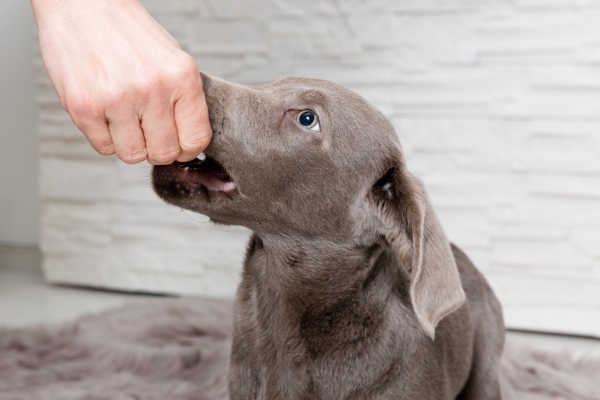 Hund Belohnung geben