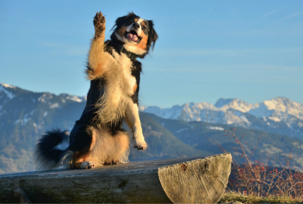 Es kann etwas dauern, bis Ihr Hund so schön Männchen machen kann