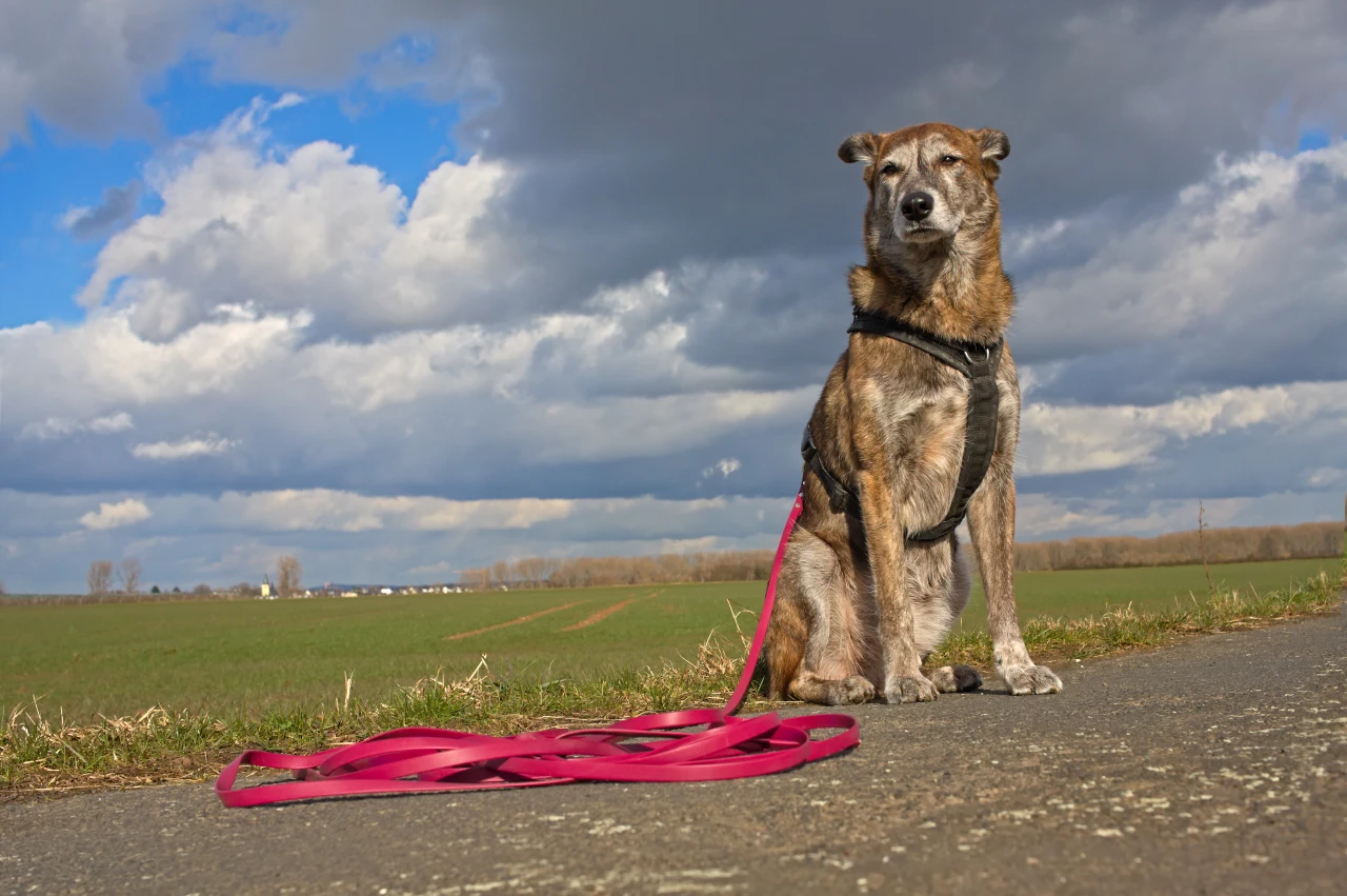 Hund an der langen Schleppleine