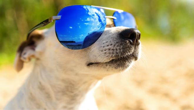 Hunde und Hitze