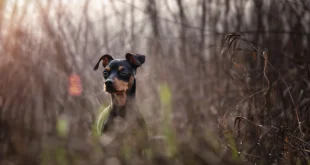 Hund ist weggelaufen und versteckt sich im hohen Gras