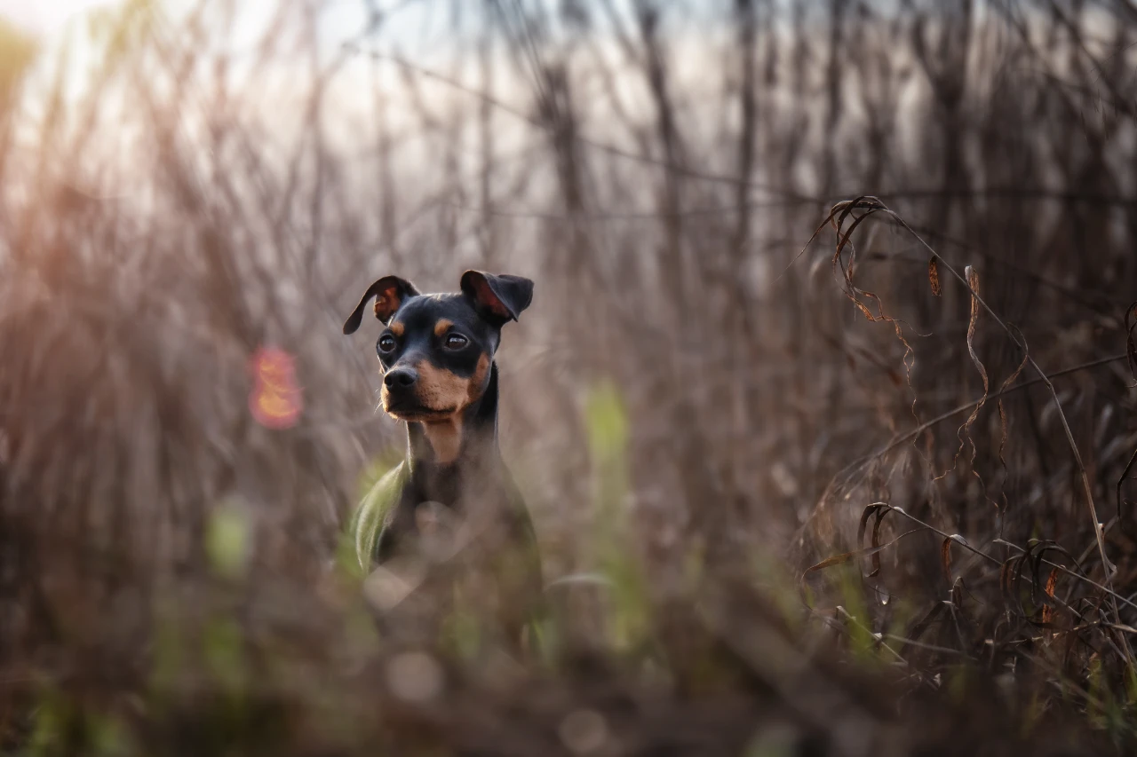 Hund ist weggelaufen und versteckt sich im hohen Gras