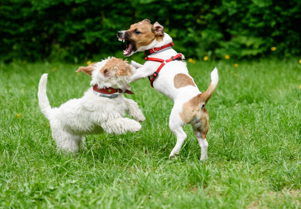 Hund ist eifersüchtig HundeKausnacks Magazin