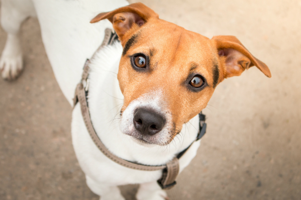 Auch Hunde können Sonnenbrand bekommen