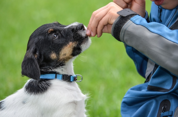 Kind und Jack Russell