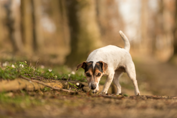 Ein Hund sucht einen versteckten Gegenstand