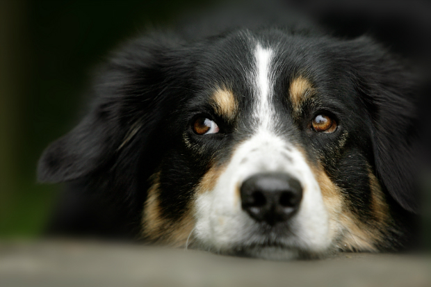 Hunde können traurig reagieren, wenn sie eifersüchtig sind