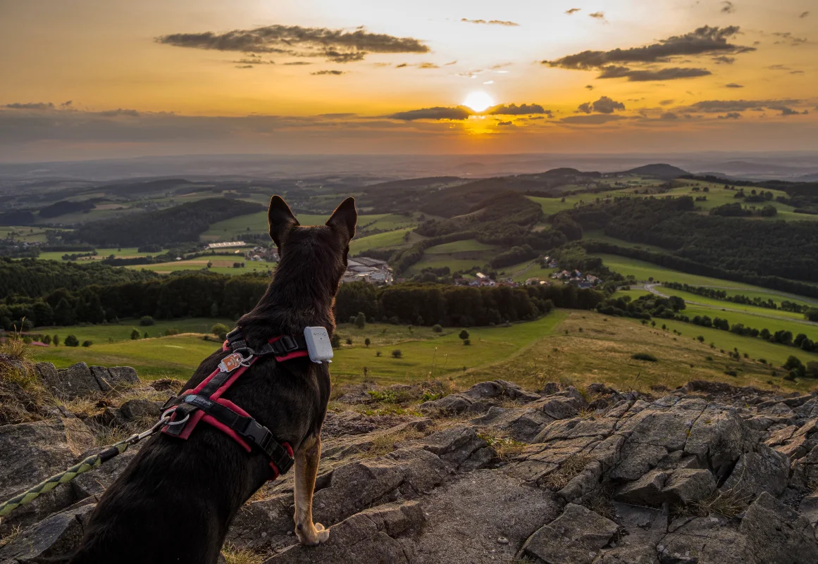 Wundervolle Wanderung mit Hund in Deutschland, z. B. in der Pfalz. Wandern mit Hund in Deutschland