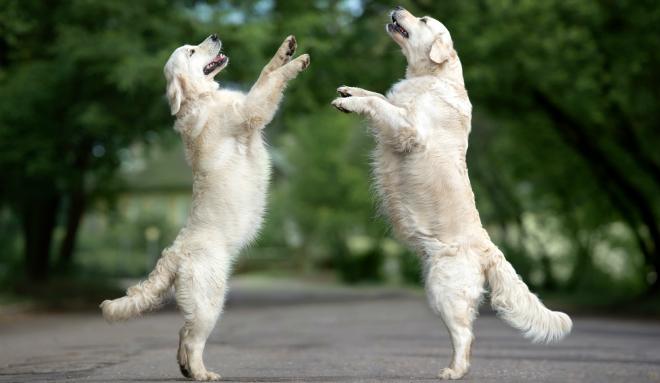 Dogdancing