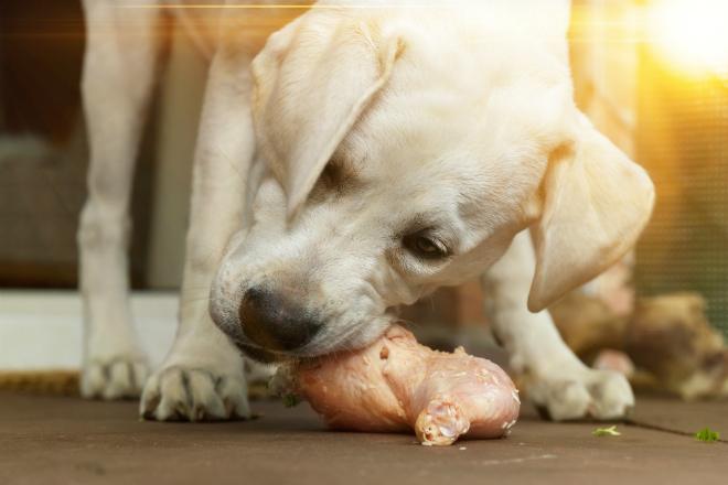 Geflügelfleisch für Hunde