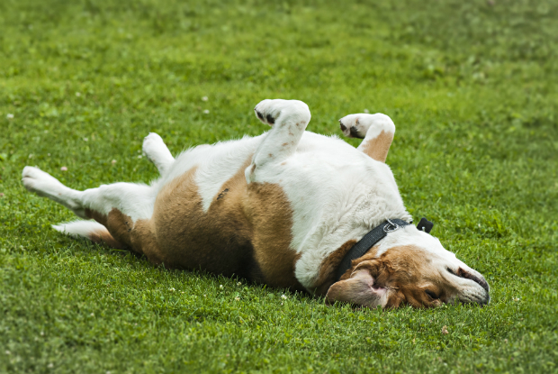 Ein Hund beim Vorführen der Rolle