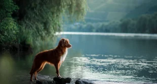 Hund steht am Uferrand eines Sees – Blaualgen können gefährlich sein