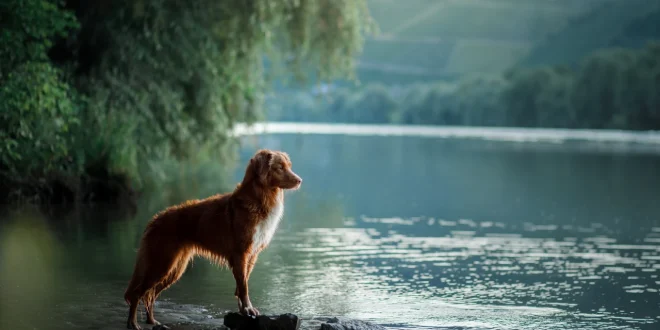 Hund steht am Uferrand eines Sees – Blaualgen können gefährlich sein