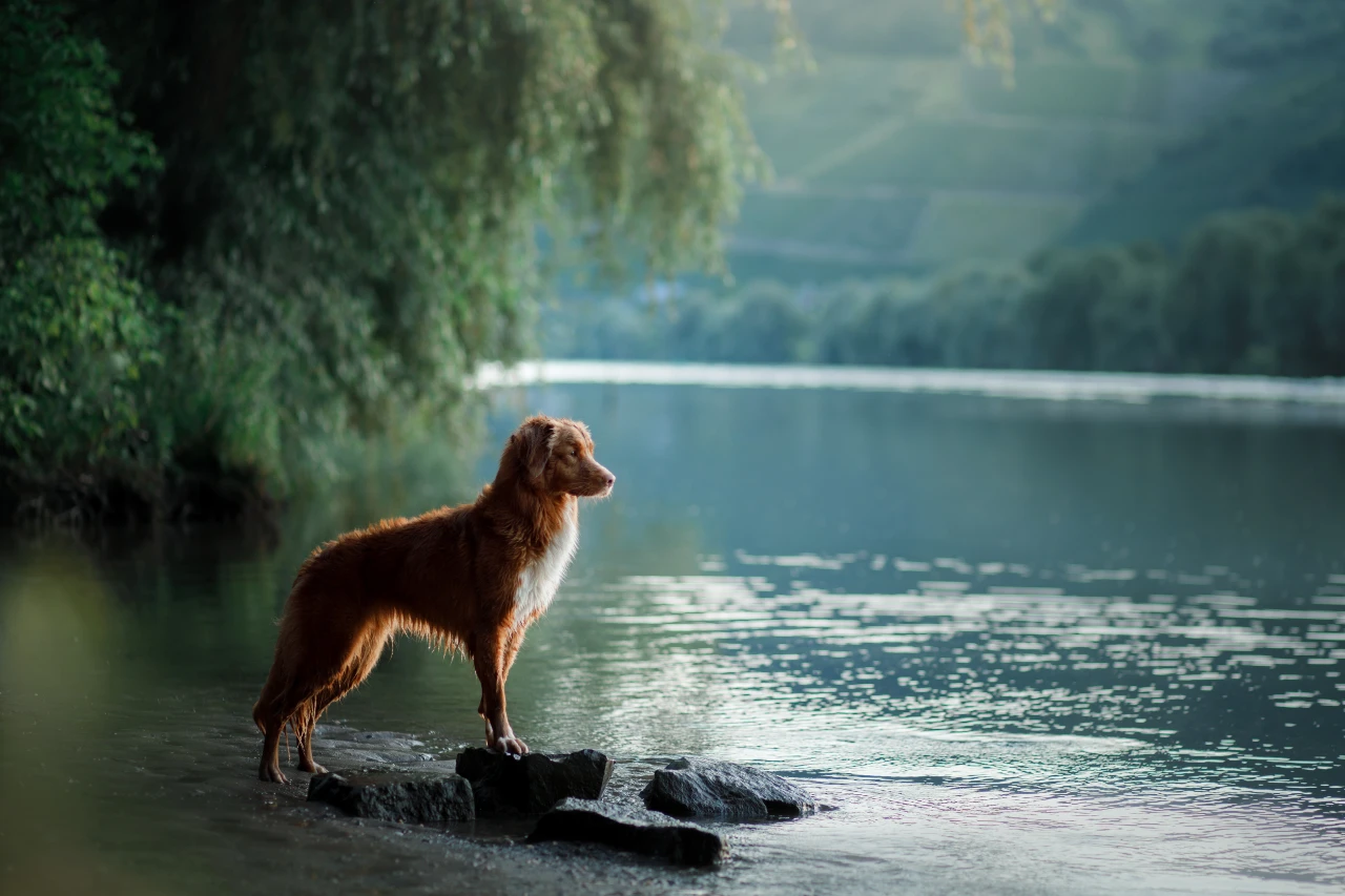 Hund steht am Uferrand eines Sees â Blaualgen können gefĂ€hrlich sein