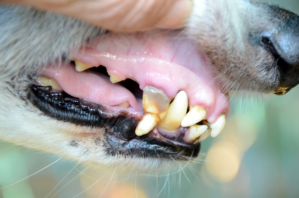 hund-gingivitis