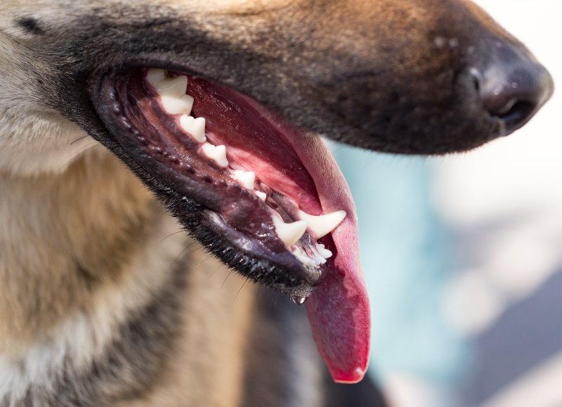 sød smag det samme kontanter Zahnfleischentzündung beim Hund | Hunde-Kausnacks Magazin