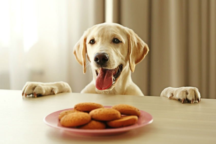 Hunde lieben Cracker