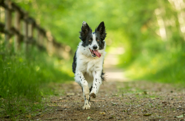 Hunde haben ihr ganzes Leben über einen gewissen Bewegungsdrang