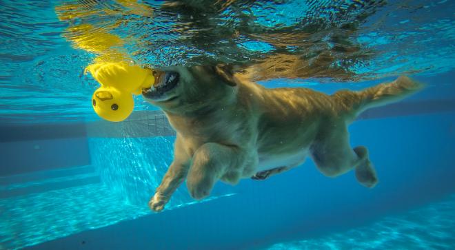 Dog Diving