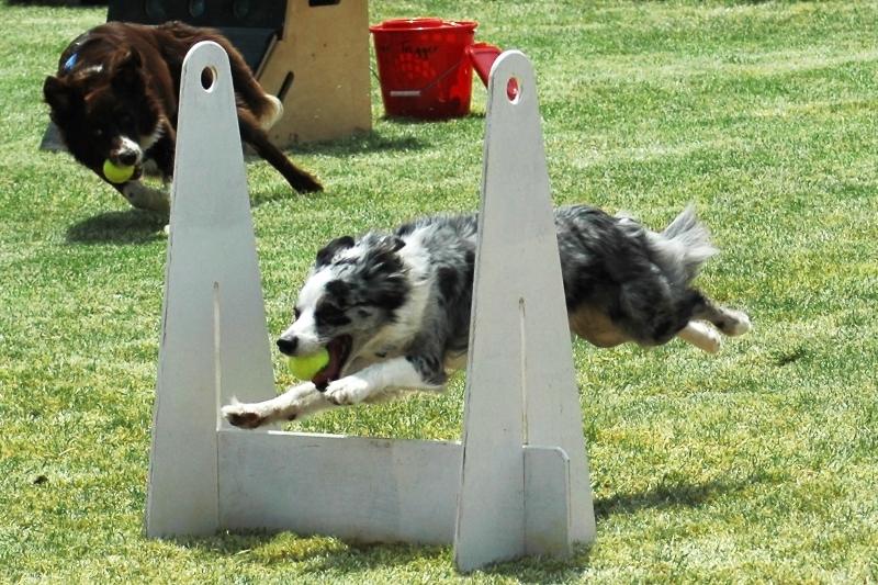 Flyball für Hunde