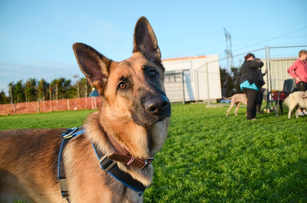 Flyball ist fuer Hunde mehr als nur ein Ballspiel