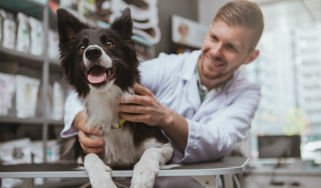 sozialisierungsphase hund