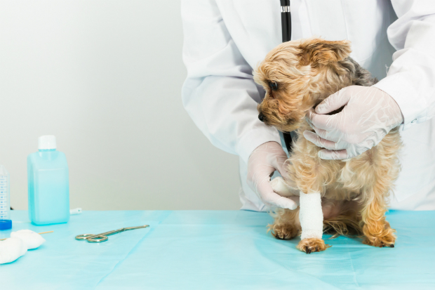 Den Hund auf den Tierarztbesuch vorbereiten