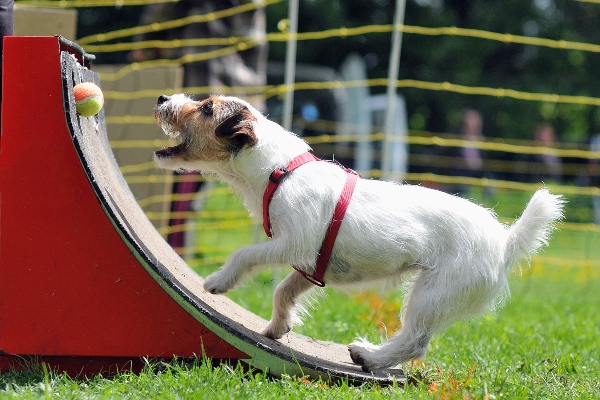 Hunde an die Flyballbox gewoehnen