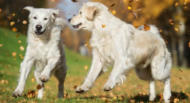 Hunde